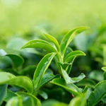 Sunphenon®90D - 
Супериорен екстракт од зелен чај без кофеин кој ќе помогне да се стимулира термогенеза - согорувањето на масти за производство на топлина.  Ова ќе му помогнете му на вашето тело да троши повеќе калории - дури и кога сте одмарате!